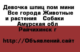 Девочка шпиц пом мини - Все города Животные и растения » Собаки   . Амурская обл.,Райчихинск г.